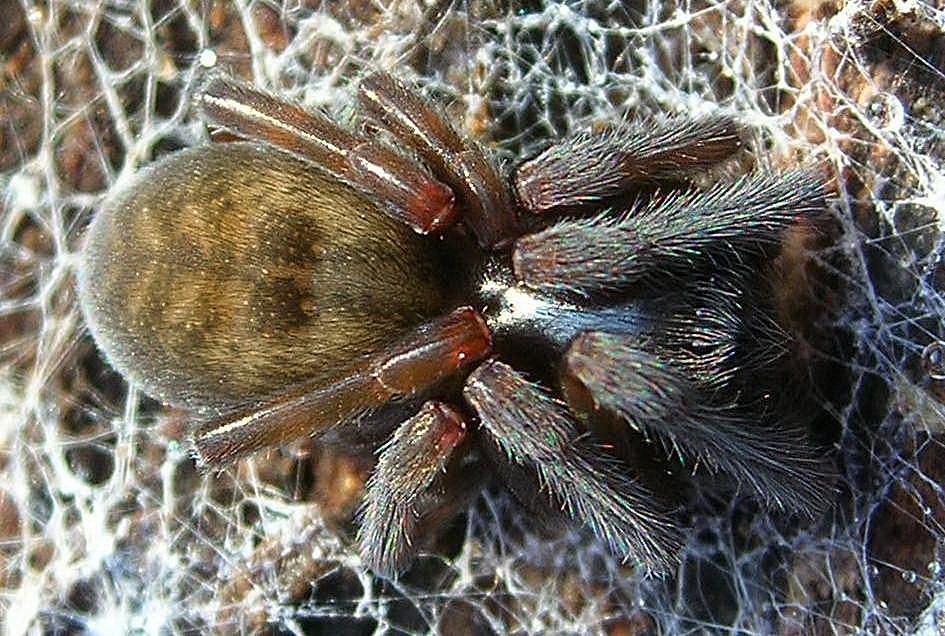 Amaurobius sp.